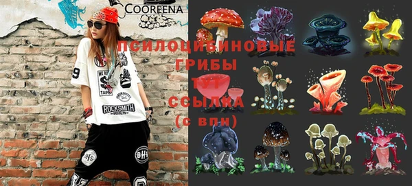 стаф Алзамай